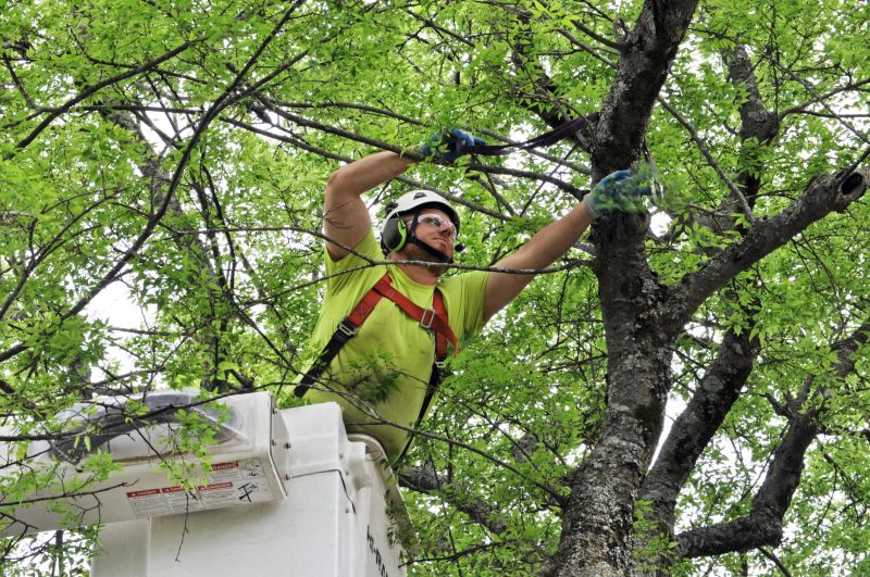 Arborist Spraying in Reno, NV