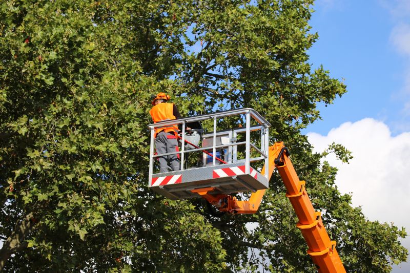 Arborist Tree Service in Reno, NV