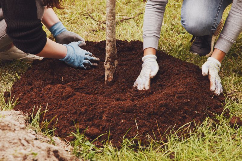 Cherry Tree Planting in Honolulu, HI