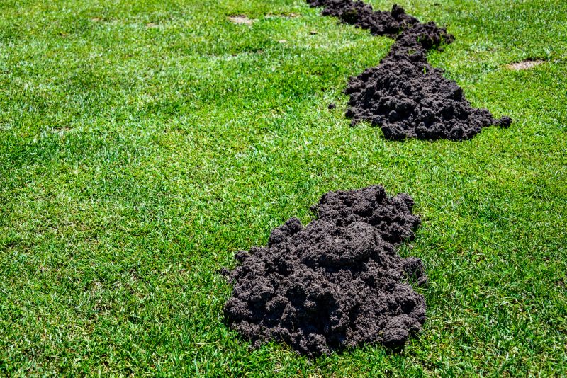 Damaged Yard Repair in Honolulu, HI