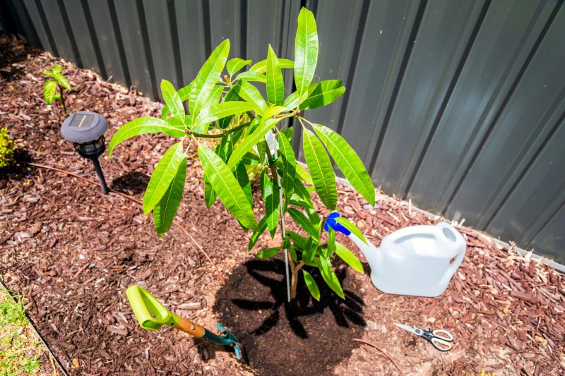 Dogwood Tree Planting in Honolulu, HI