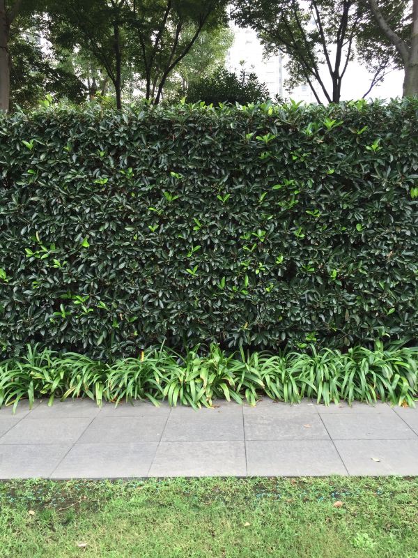 Hedge Installation in Honolulu, HI