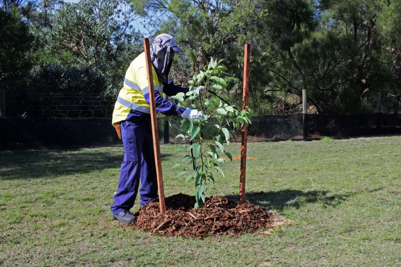 Maple Tree Planting in Ventura County, CA