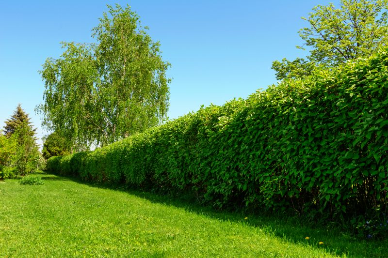 Privacy Hedge Planting in Ventura County, CA