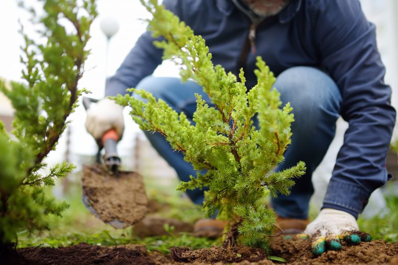 Privacy Shrub Planting in Ventura County, CA