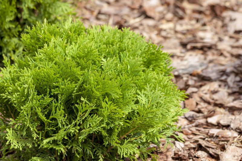 Residential Mulching in Ventura County, CA