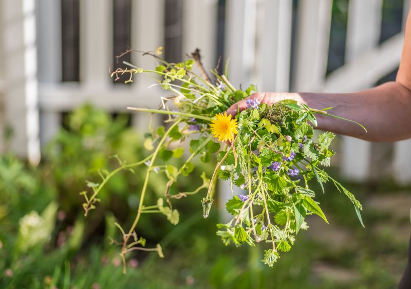 Spring Garden Maintenance in Honolulu, HI