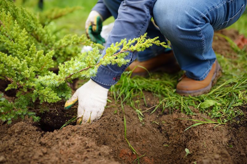 Tree Installation Service in Honolulu, HI
