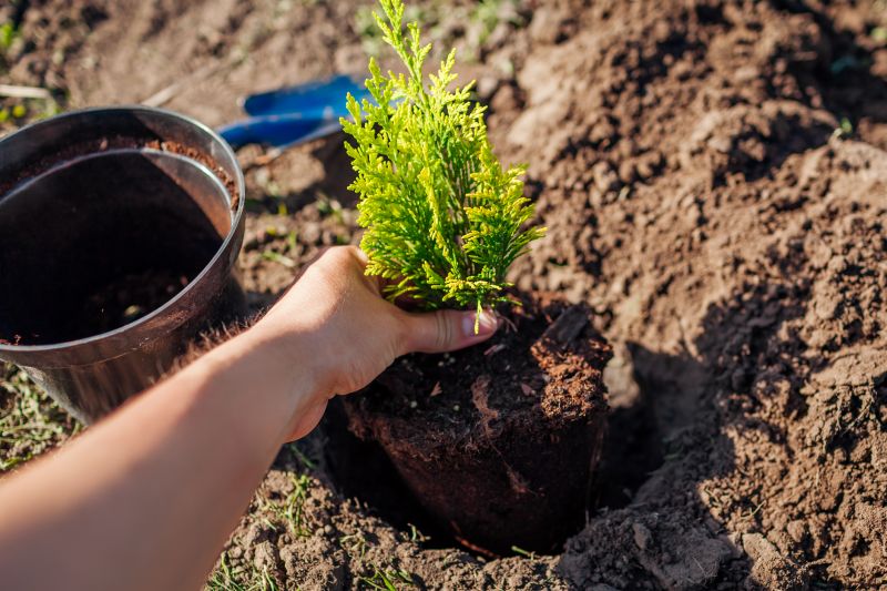 Tree Installation Service in Honolulu, HI
