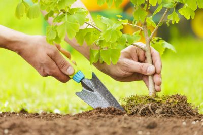 Tree Installation Service in Honolulu, HI