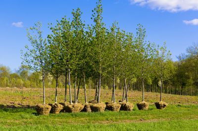 Tree Planting Service in Ventura County, CA